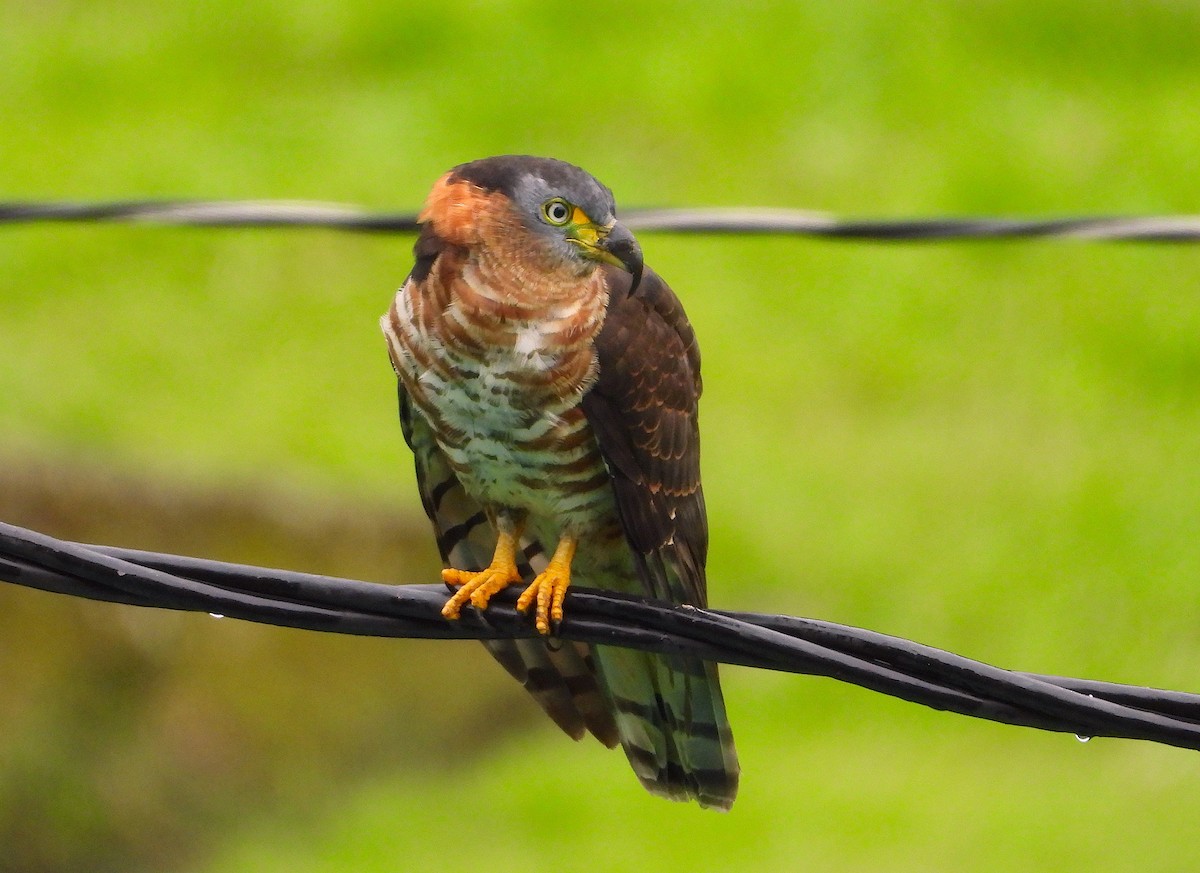 Hook-billed Kite - Horacio Matarasso /  Buenos Días Birding