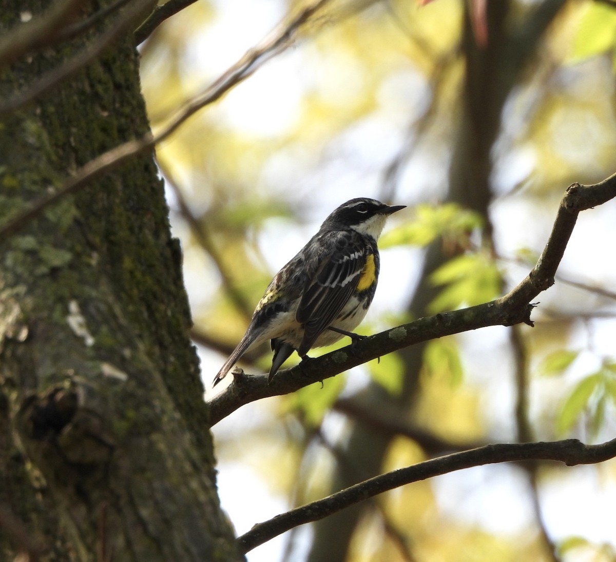 Yellow-rumped Warbler (Myrtle) - Cassie Luke