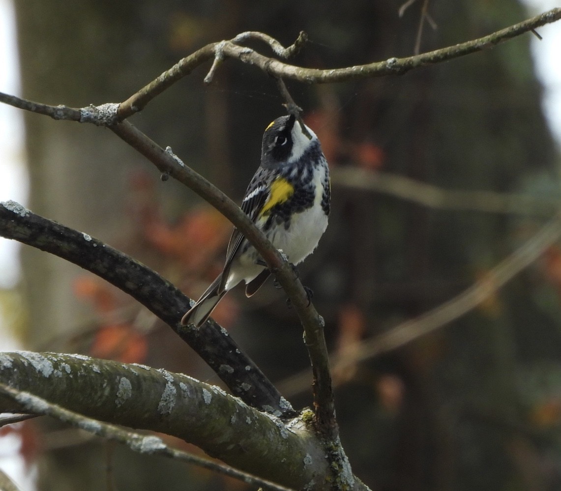 Yellow-rumped Warbler (Myrtle) - Cassie Luke