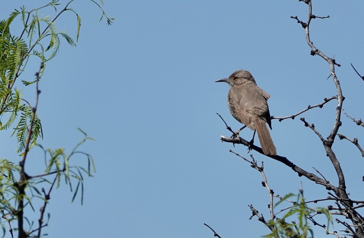 Bendire's Thrasher - Timothy Spahr