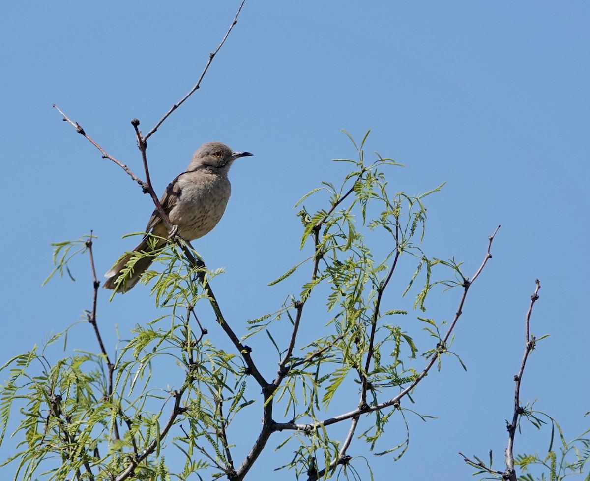 Bendire's Thrasher - Timothy Spahr