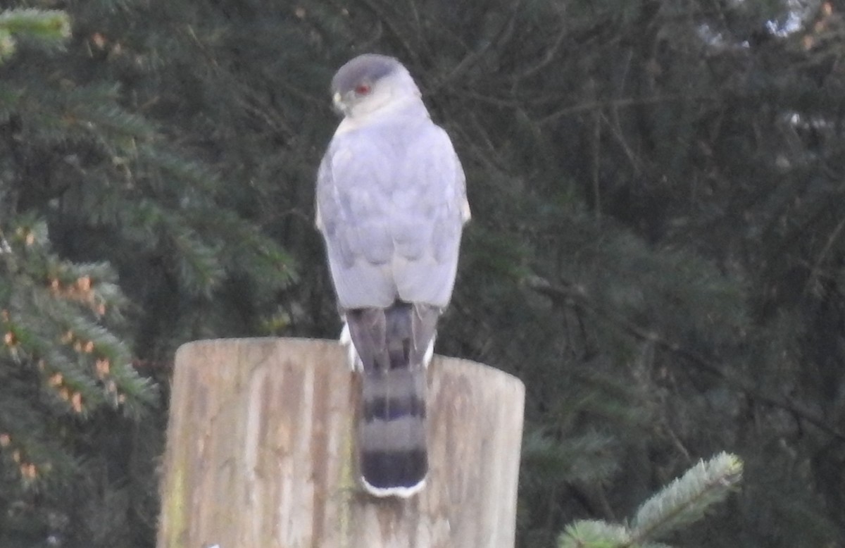 Cooper's Hawk - Cos van Wermeskerken