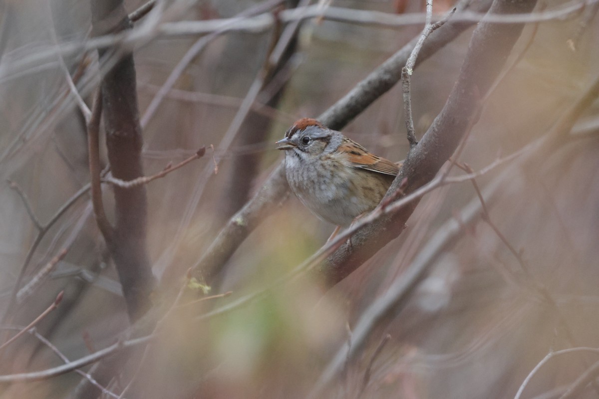 Swamp Sparrow - Dary Tremblay