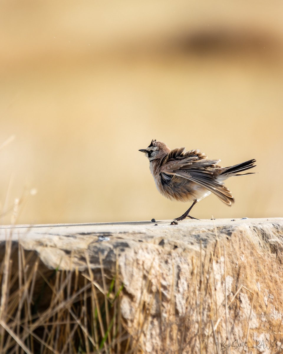 Horned Lark - Ryan Ledbetter