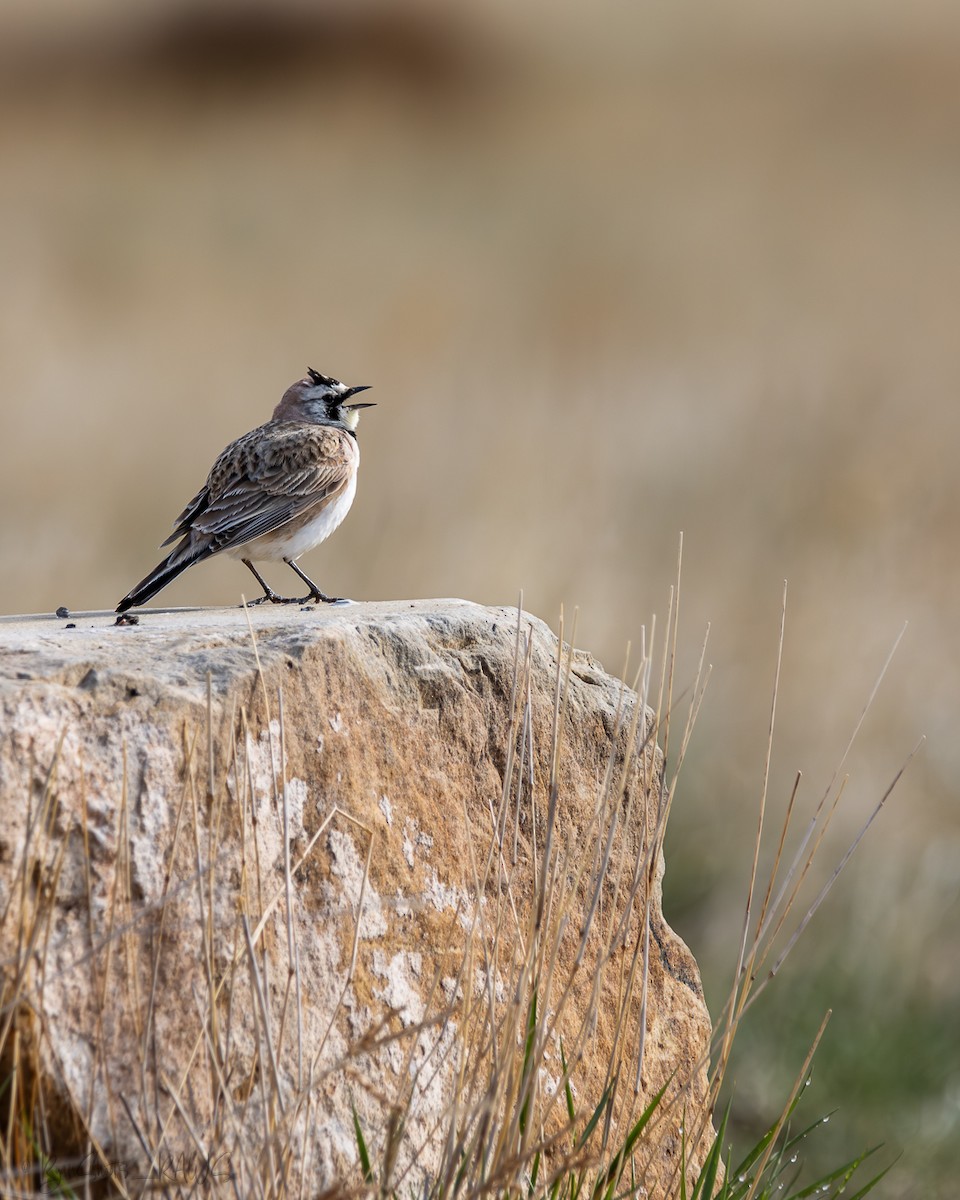 Horned Lark - Ryan Ledbetter