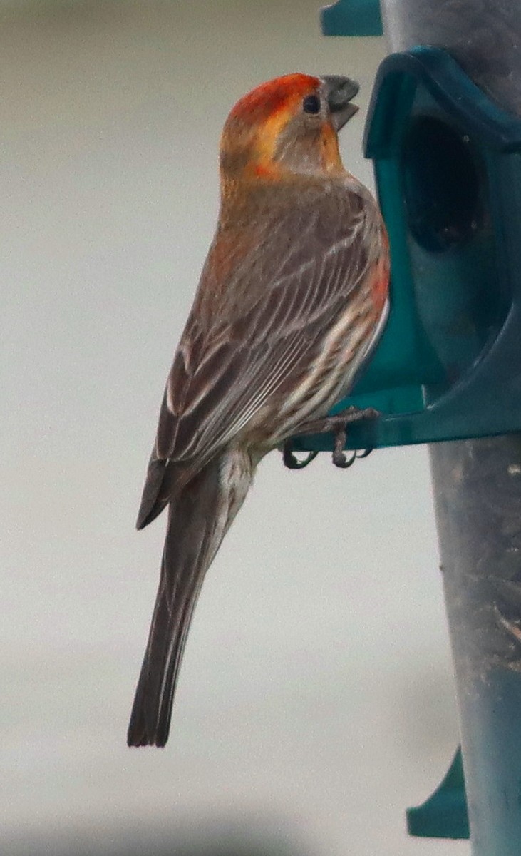 House Finch - Phillip Wallace