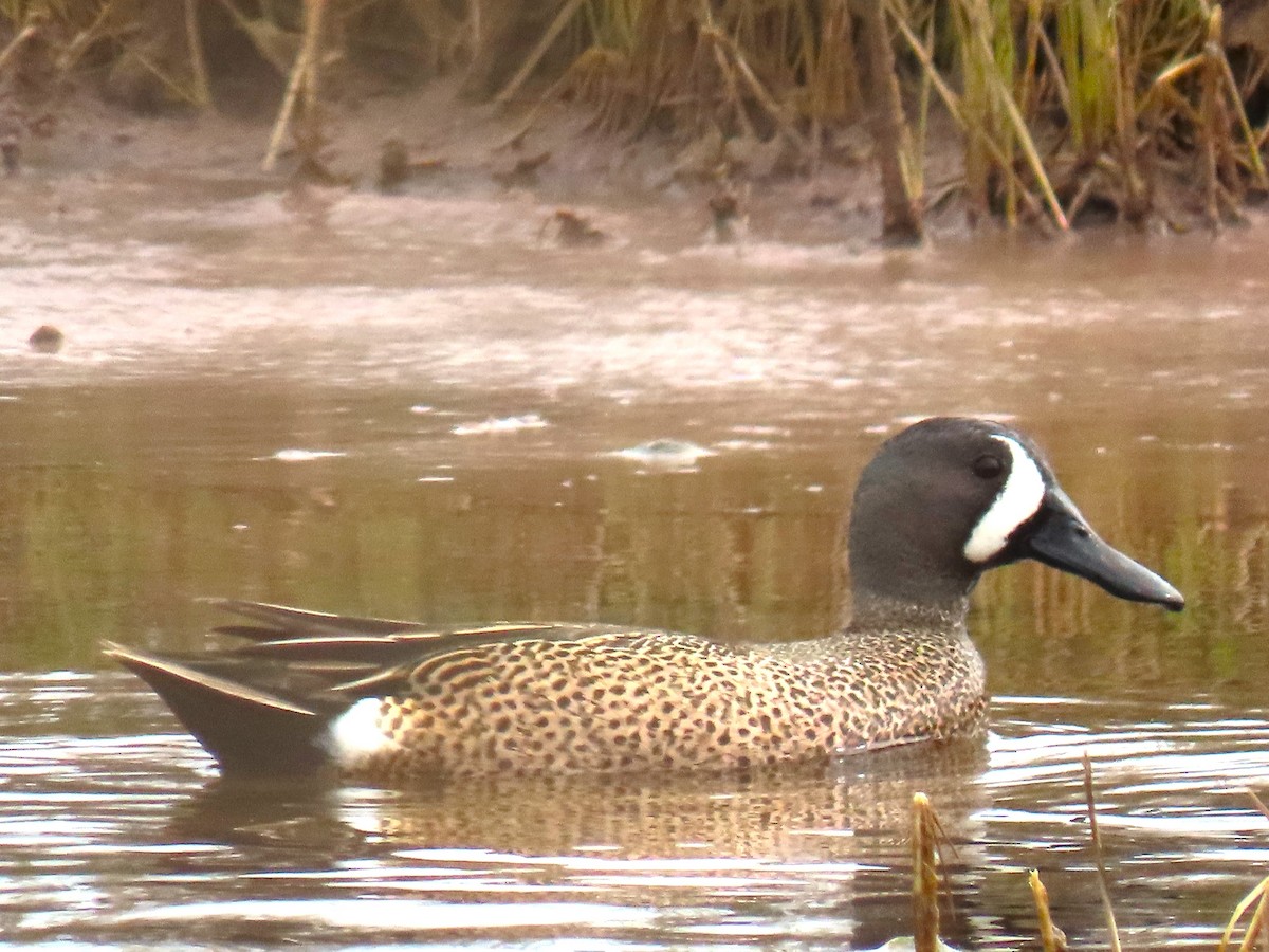 Blue-winged Teal - ML618100340