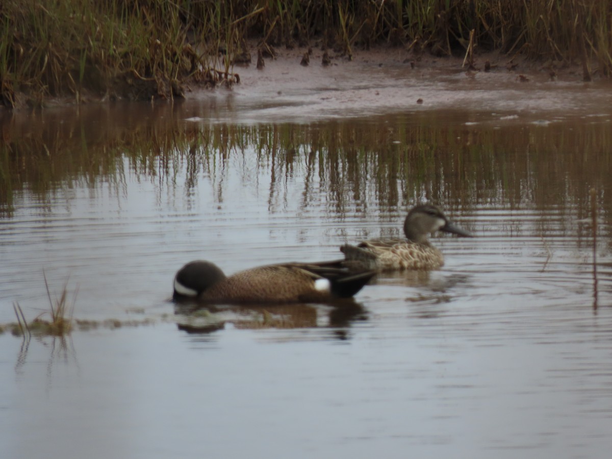 Blue-winged Teal - ML618100341