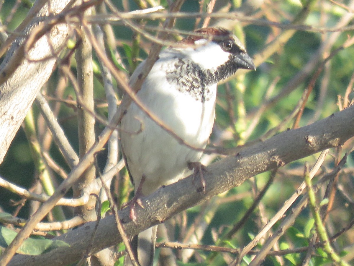 House Sparrow - Gareth Bain