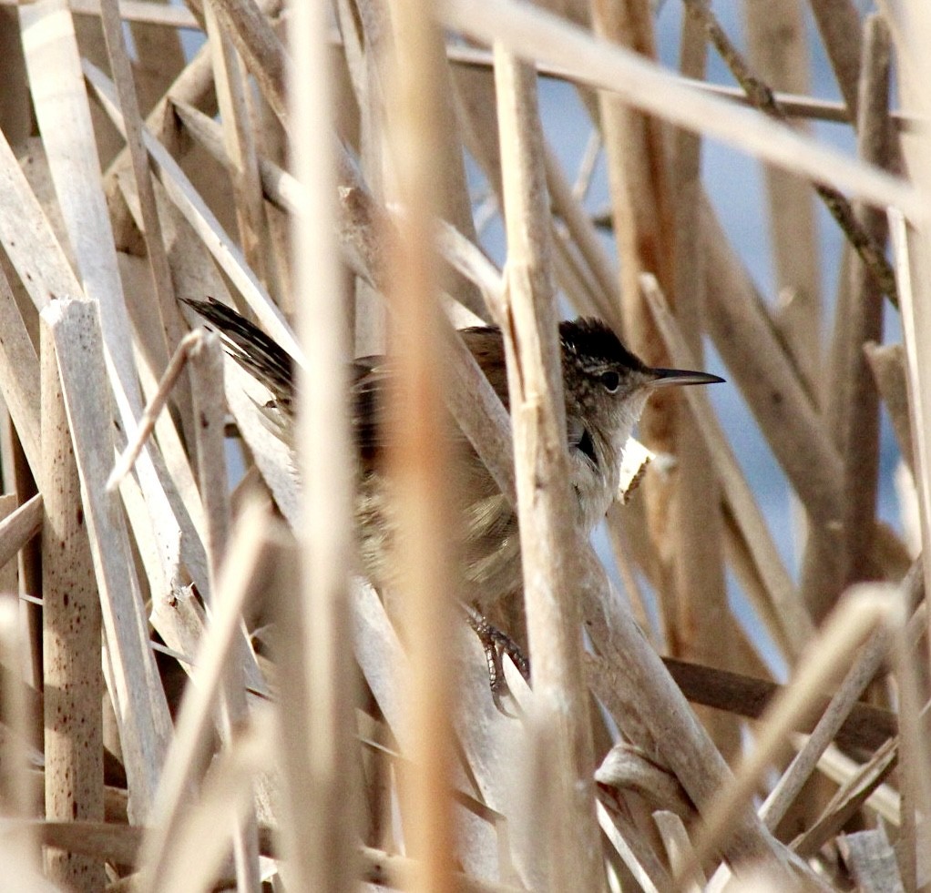 Marsh Wren - Adrien C