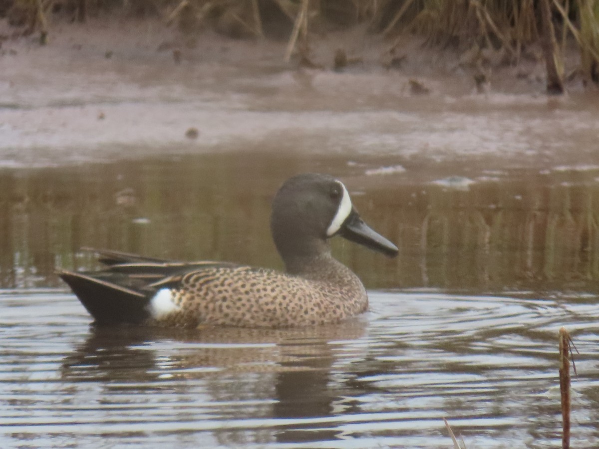 Blue-winged Teal - ML618100371