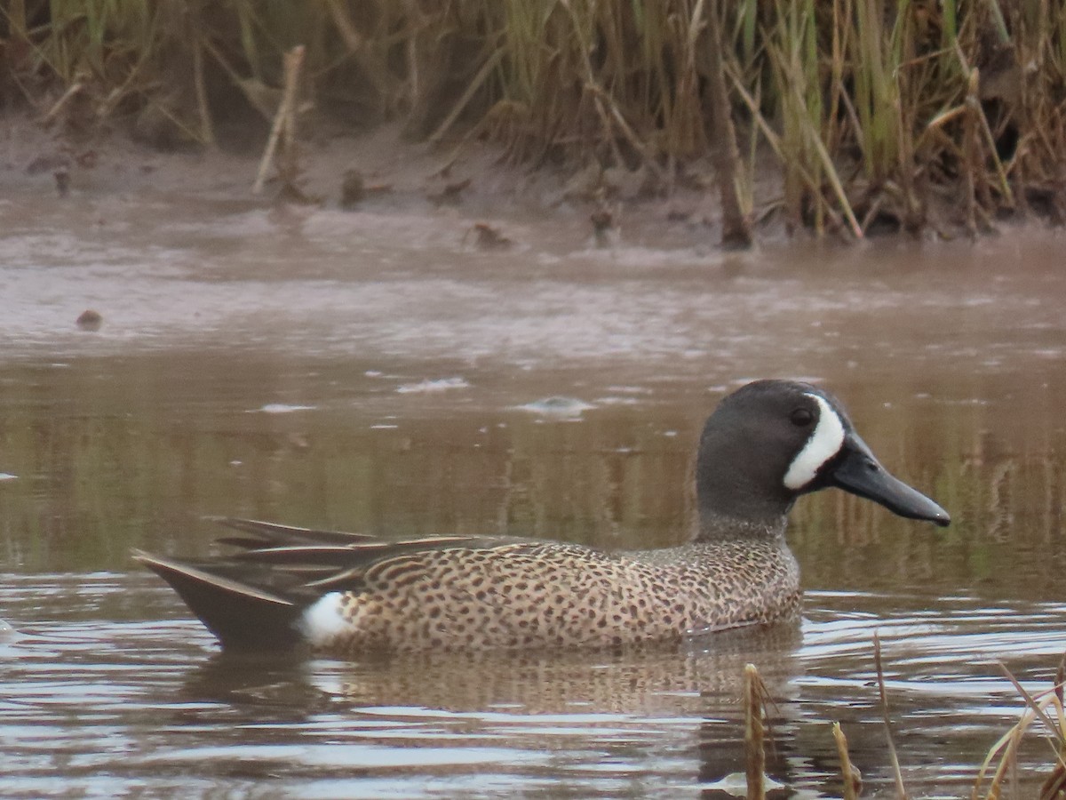Blue-winged Teal - ML618100372