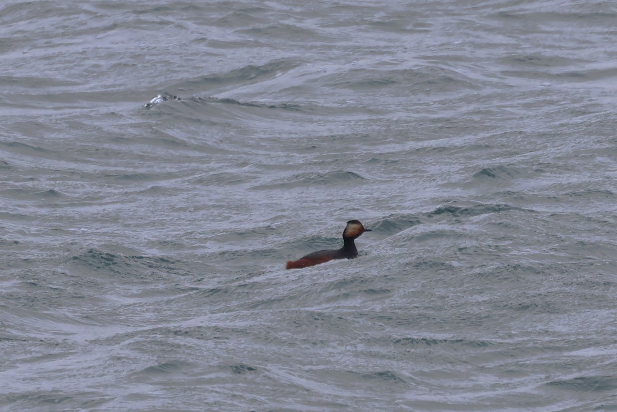 Eared Grebe - Alan Bird