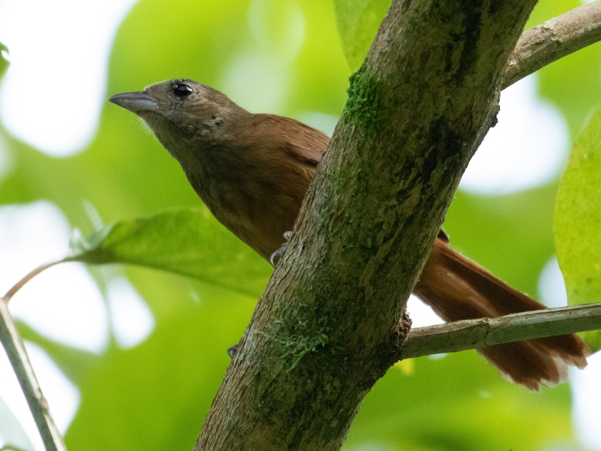 Ruby-crowned Tanager - William Wallace Silva