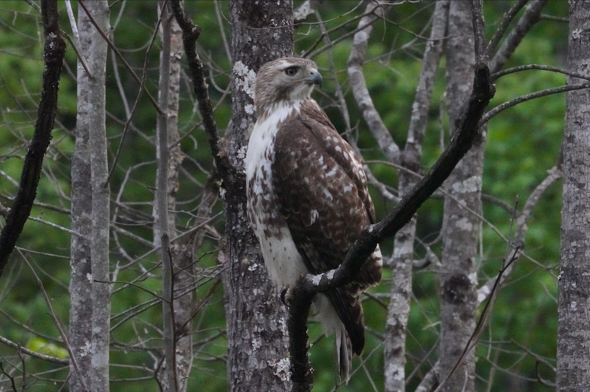 Red-tailed Hawk - Aaron T