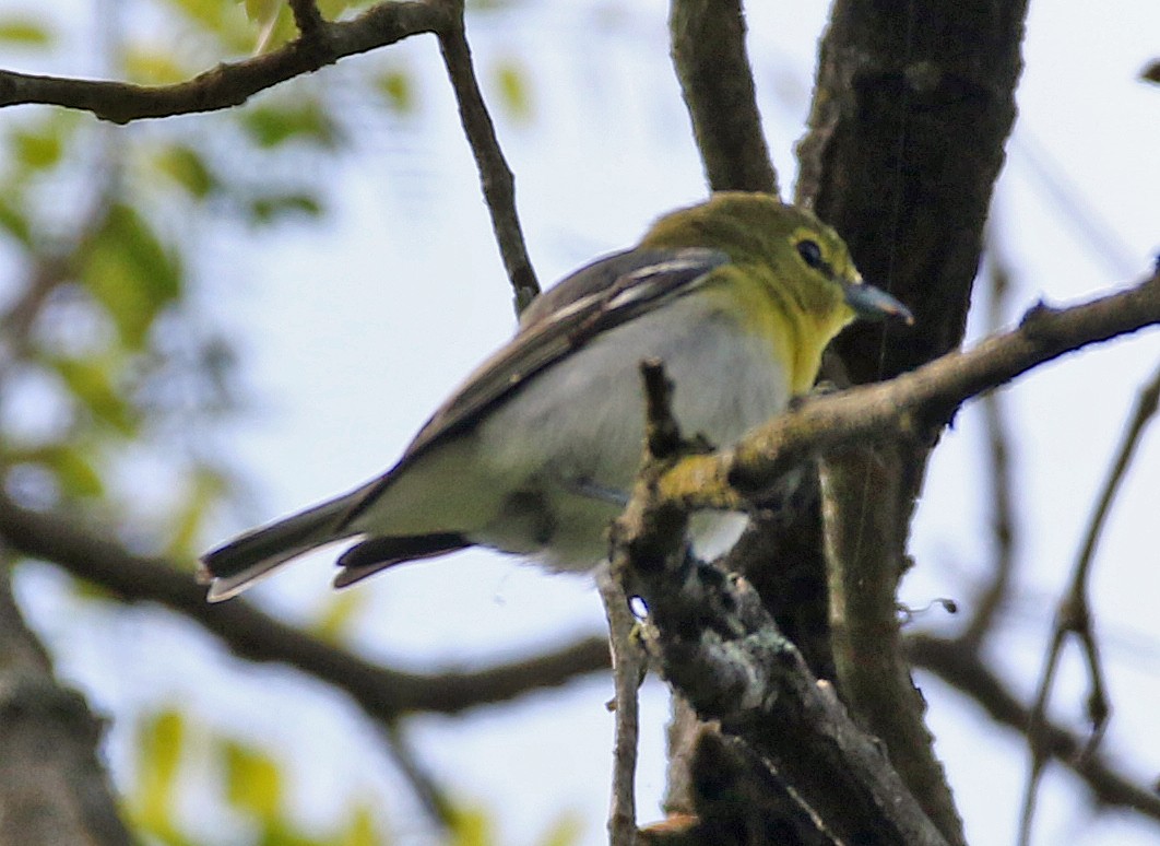 Yellow-throated Vireo - William Parkin