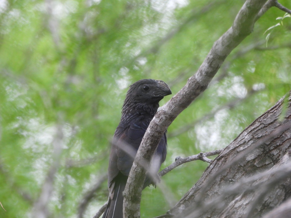 Groove-billed Ani - Megan  Foll