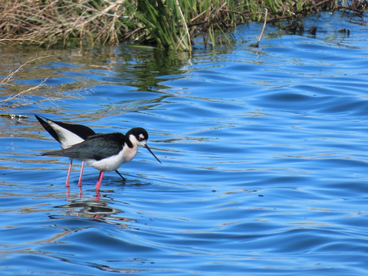 Black-necked Stilt - Andrew Rivinus