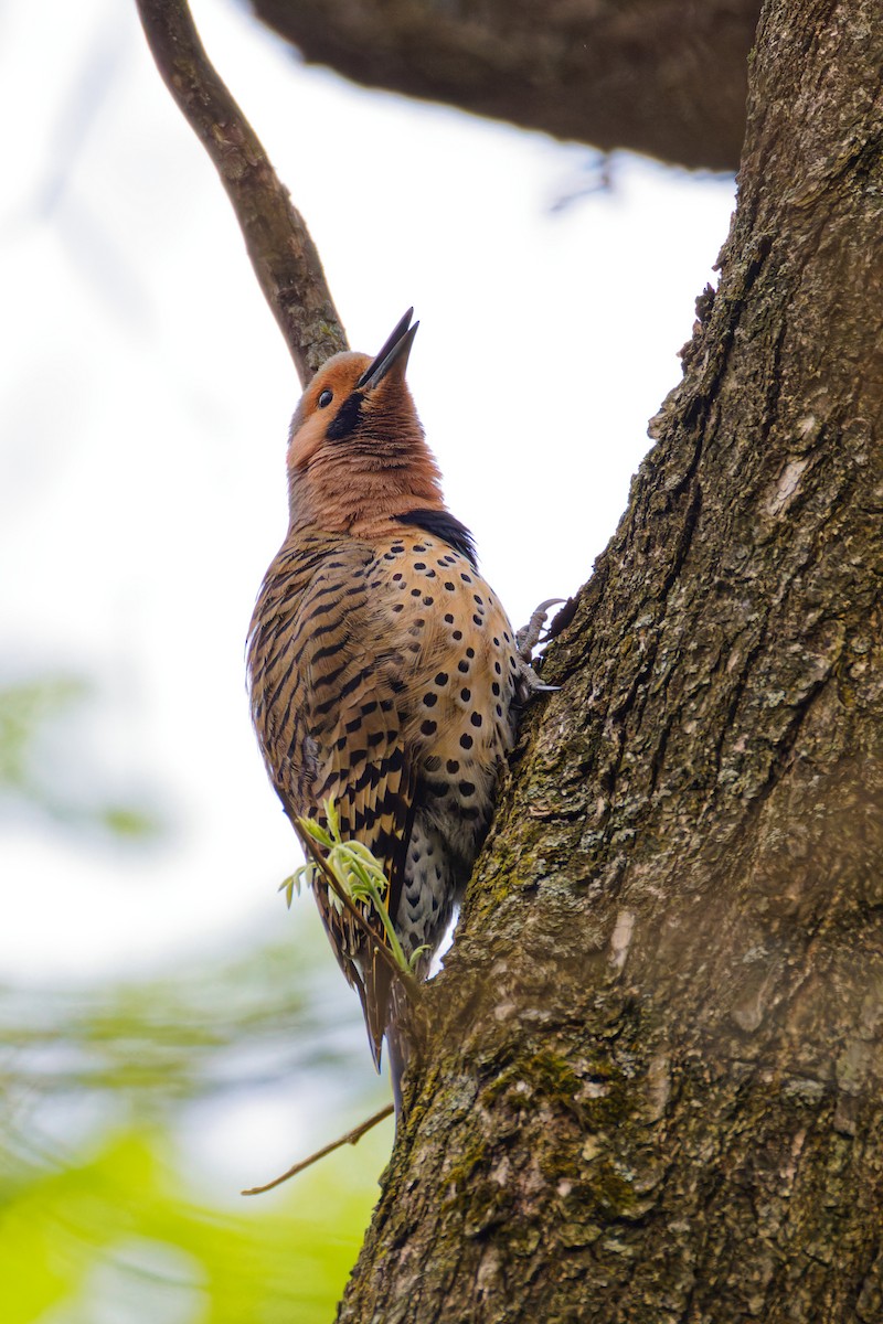 Northern Flicker - Ruogu Li