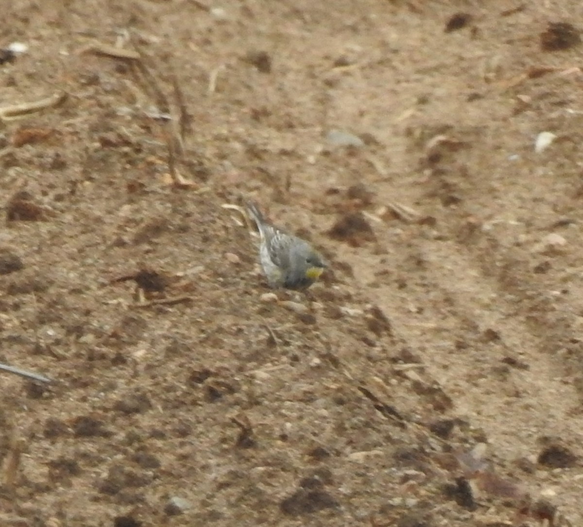 Yellow-rumped Warbler (Audubon's) - ML618100408