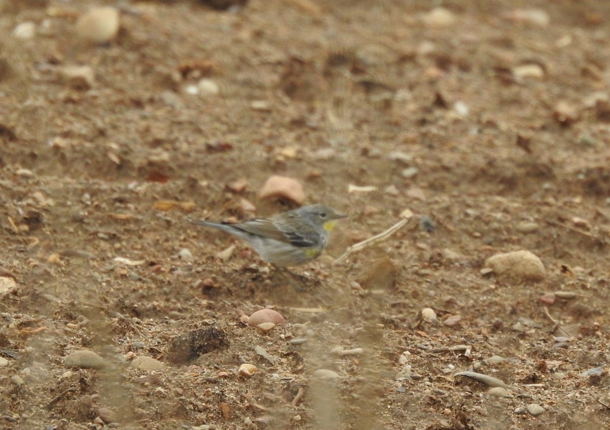 Yellow-rumped Warbler (Audubon's) - ML618100409