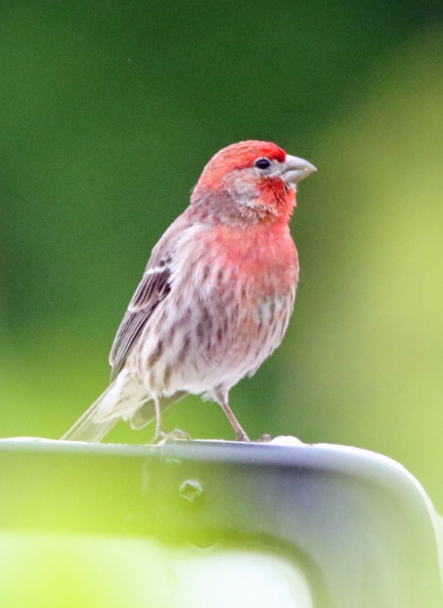 House Finch - William Parkin