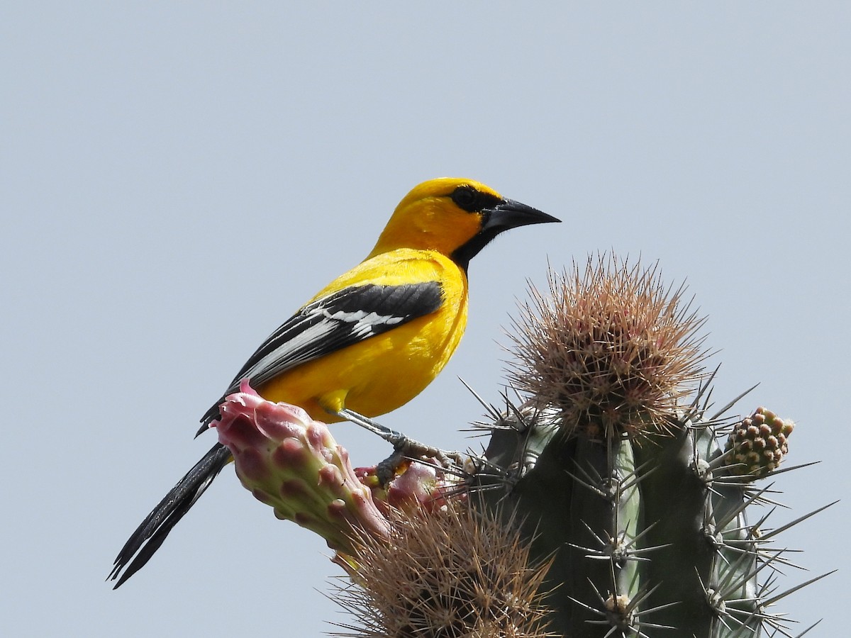 Yellow Oriole - Glenda Tromp