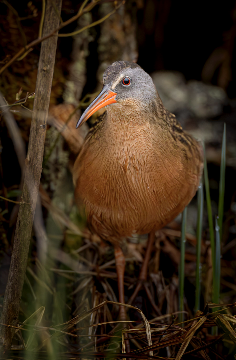 Virginia Rail - ML618100458