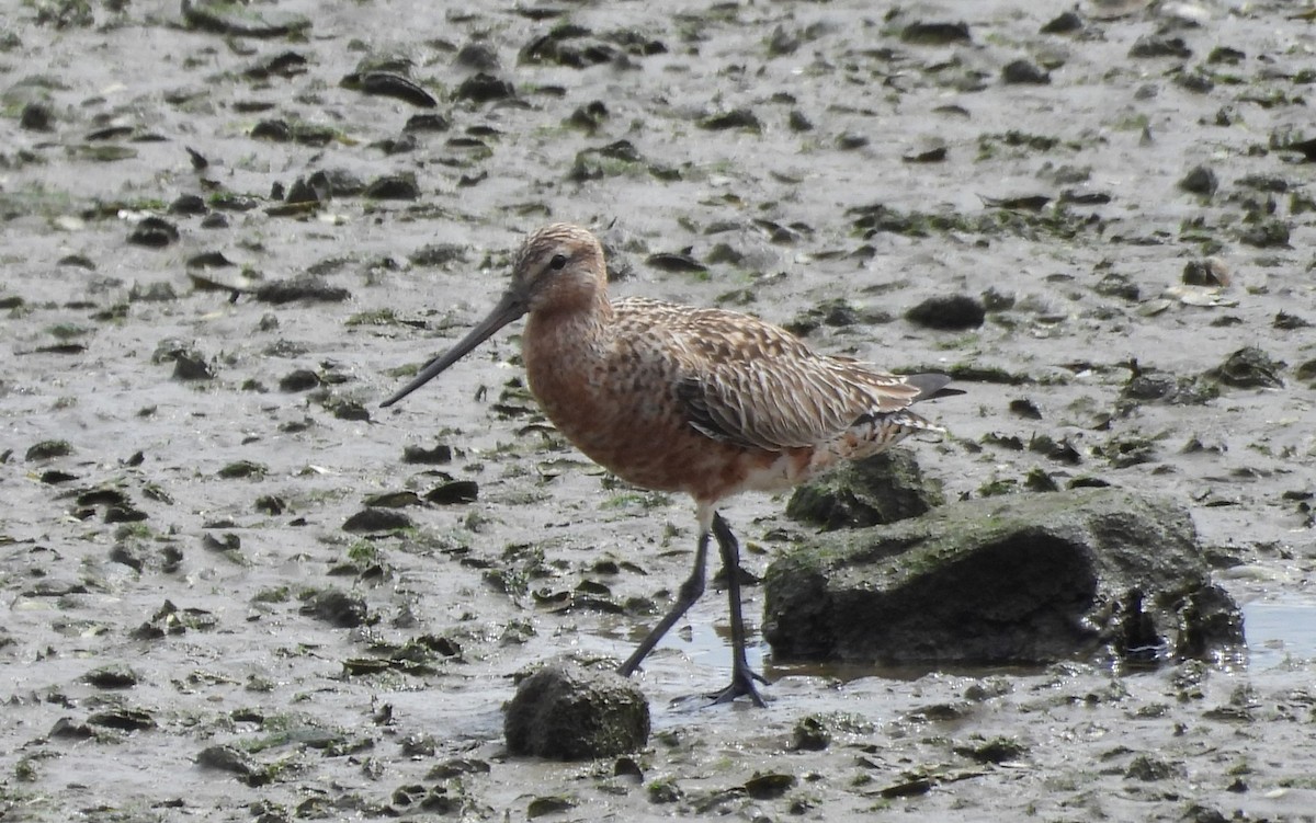 Bar-tailed Godwit - ML618100460