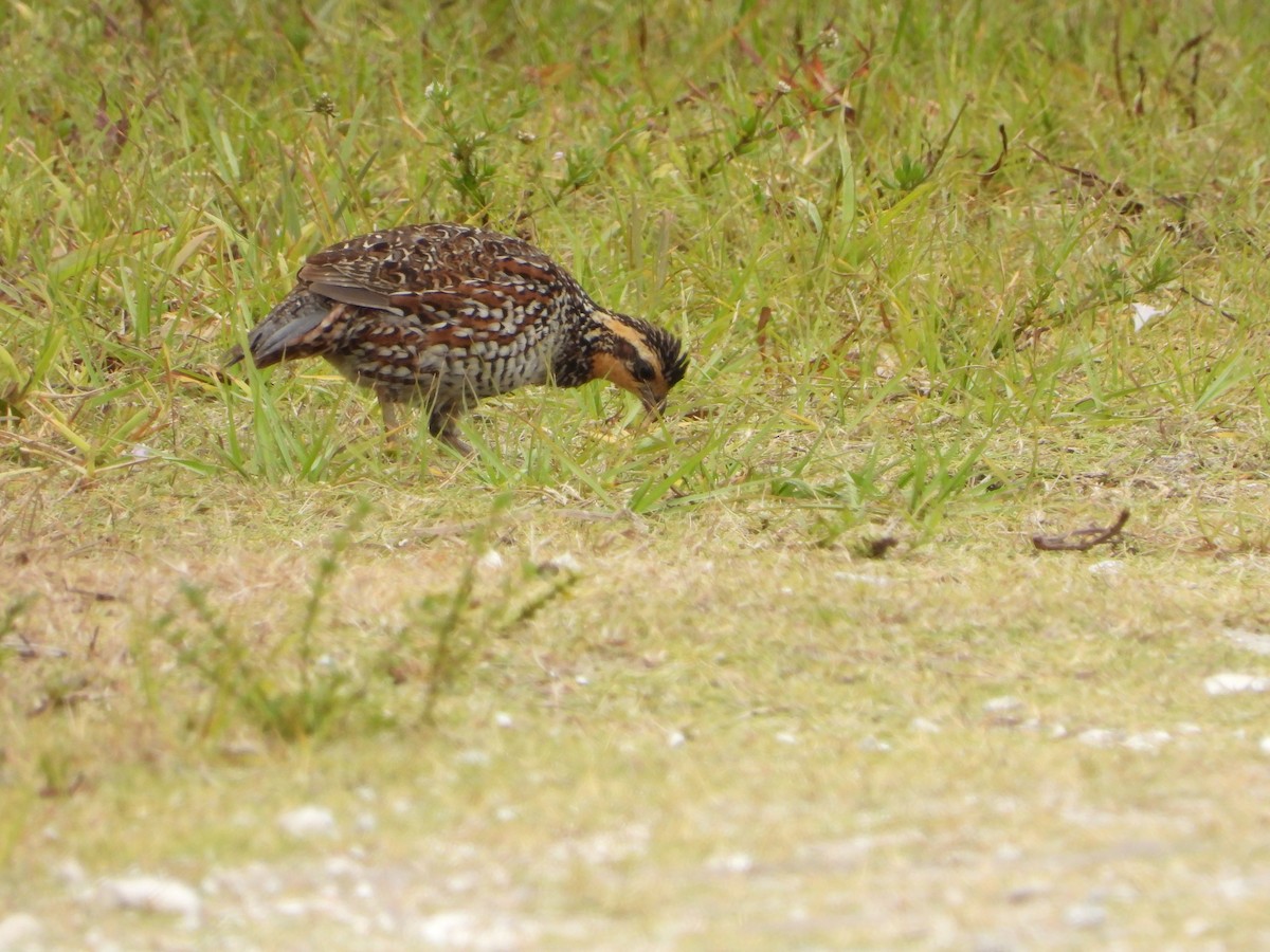 Northern Bobwhite - Mark Penkower