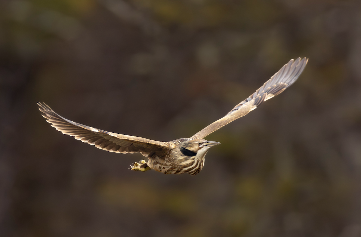 American Bittern - ML618100483
