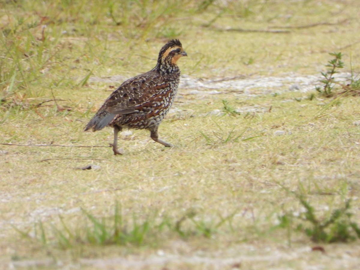 Northern Bobwhite - Mark Penkower