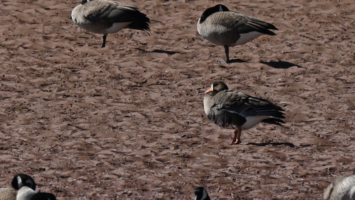 Greater White-fronted Goose - ML618100486