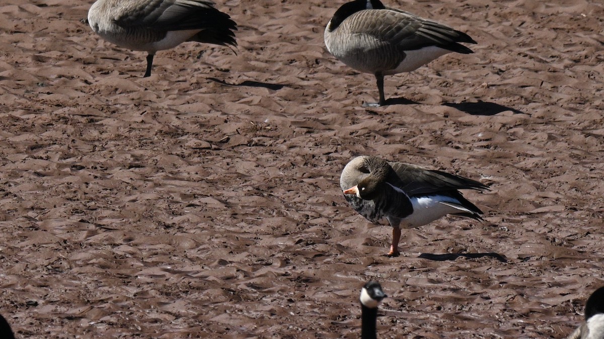 Greater White-fronted Goose - ML618100487