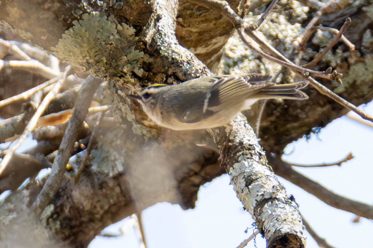 Golden-crowned Kinglet - James Davis