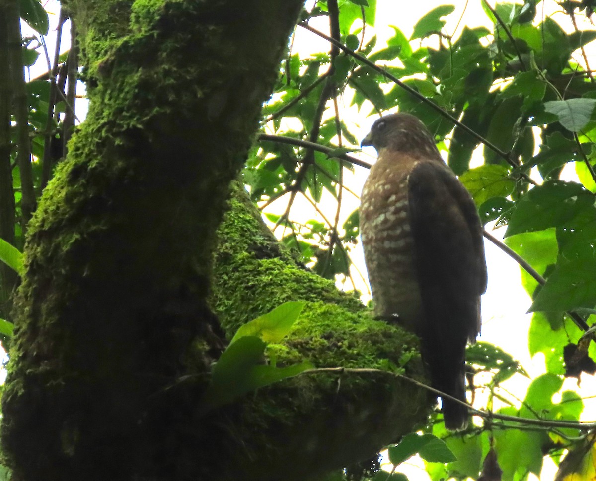 Broad-winged Hawk - Marsha Hand