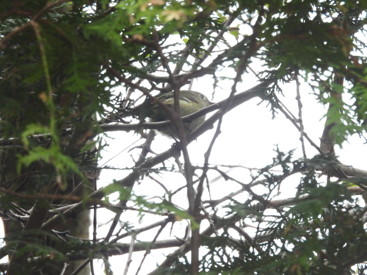 Ruby-crowned Kinglet - Alexander R