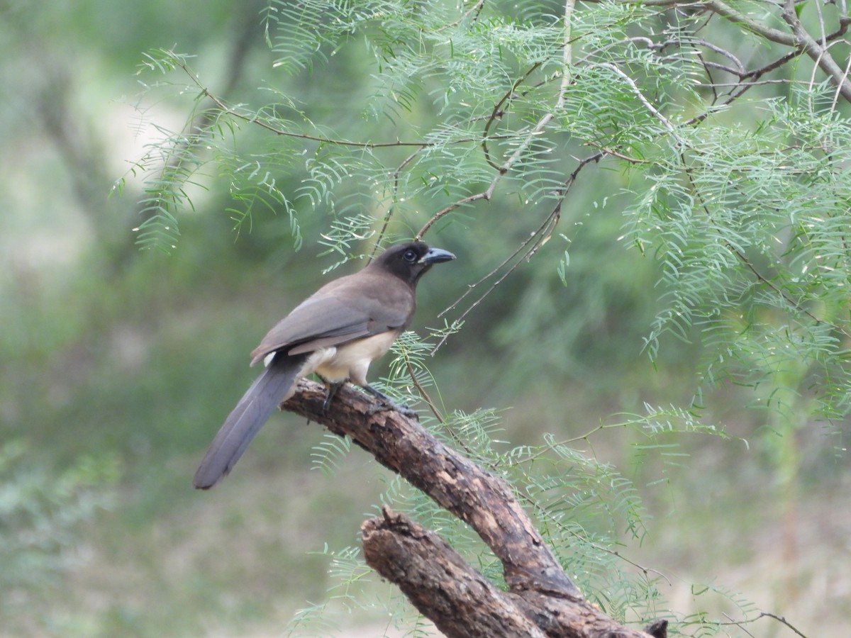 Brown Jay - Megan  Foll