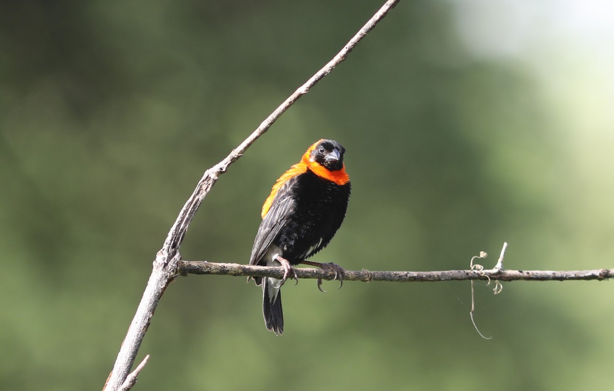 Black Bishop - Rohan van Twest