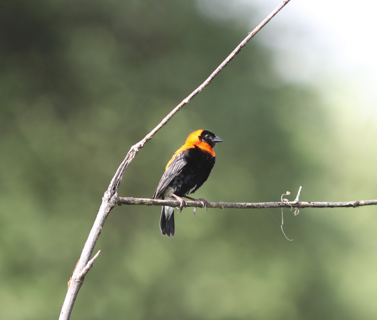 Black Bishop - ML618100544