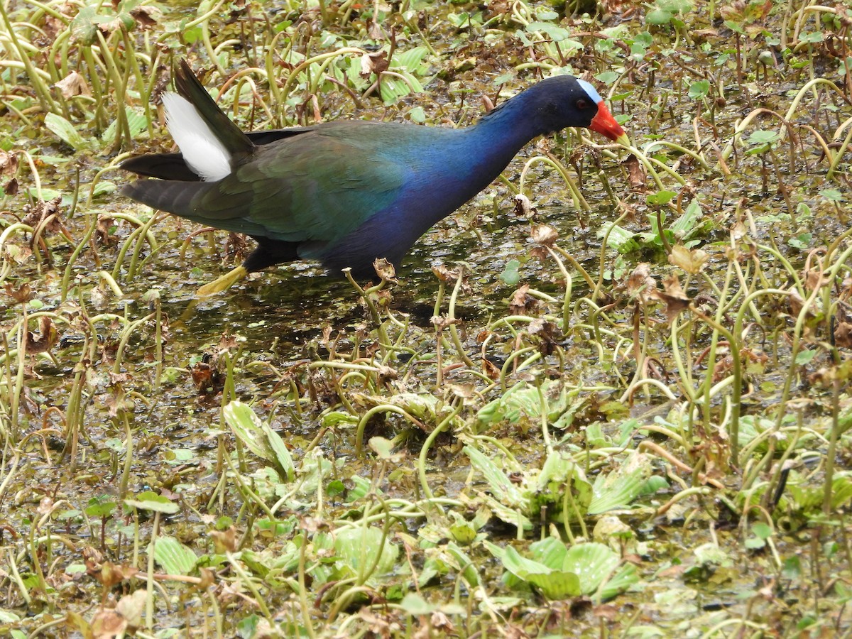 Purple Gallinule - ML618100569