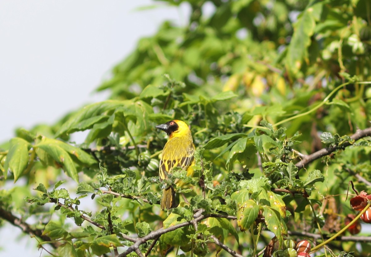 Vitelline Masked-Weaver - ML618100571