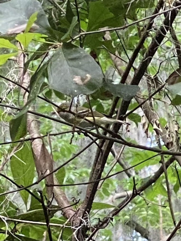 White-eyed Vireo - George Lynch