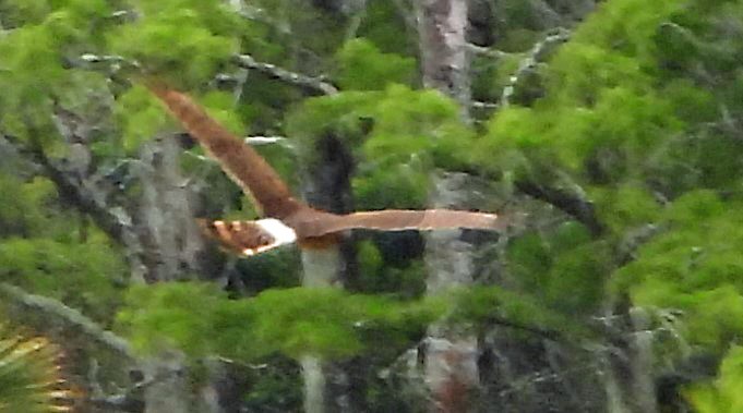 Northern Harrier - Mark Penkower