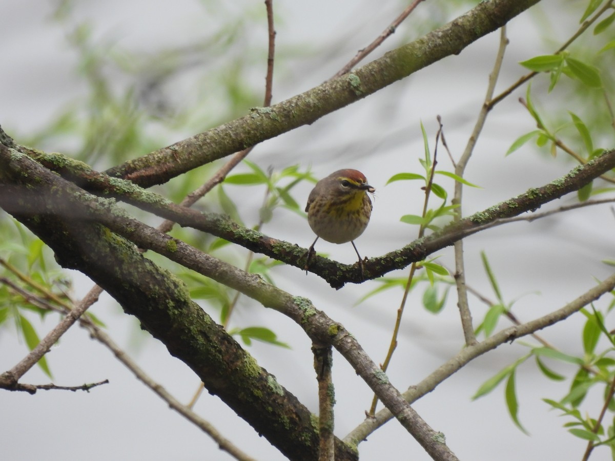 Palm Warbler - Alexander R