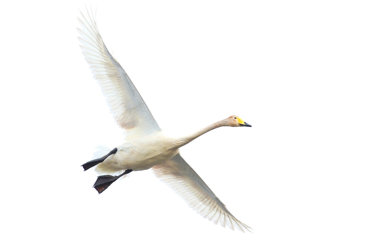 Whooper Swan - ML618100627