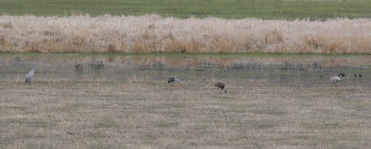 Sandhill Crane - ML618100633