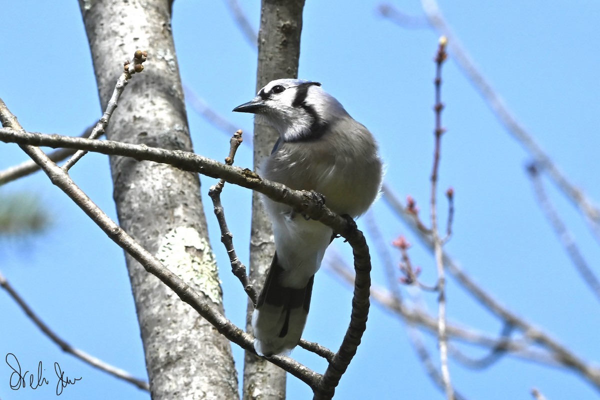 Blue Jay - Neli Jo