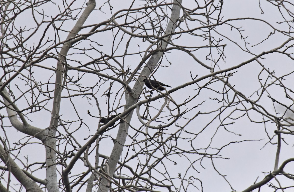 Rusty Blackbird - ML618100683