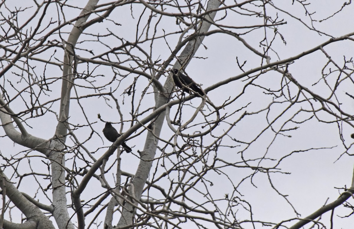 Rusty Blackbird - Robert Allie